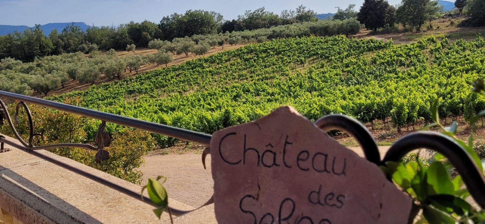 vignoble