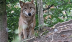 A la rencontre du loup