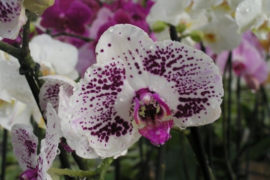 Groupes-Mer-nature-Les_secrets_des_orchidees