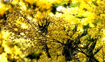 mimosas sont en fleurs - Vallon de la Gaillarde