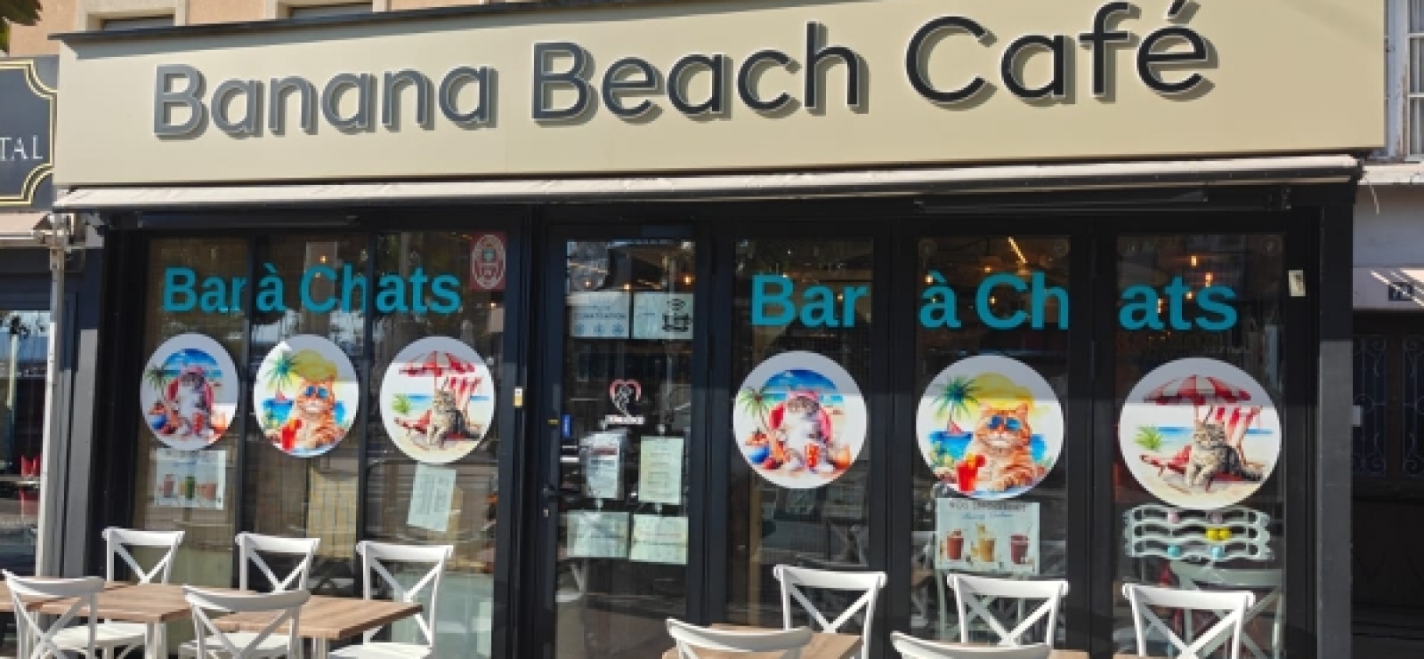 Le Miaou Miaou - Bar à Chats - Bananabeachcafe