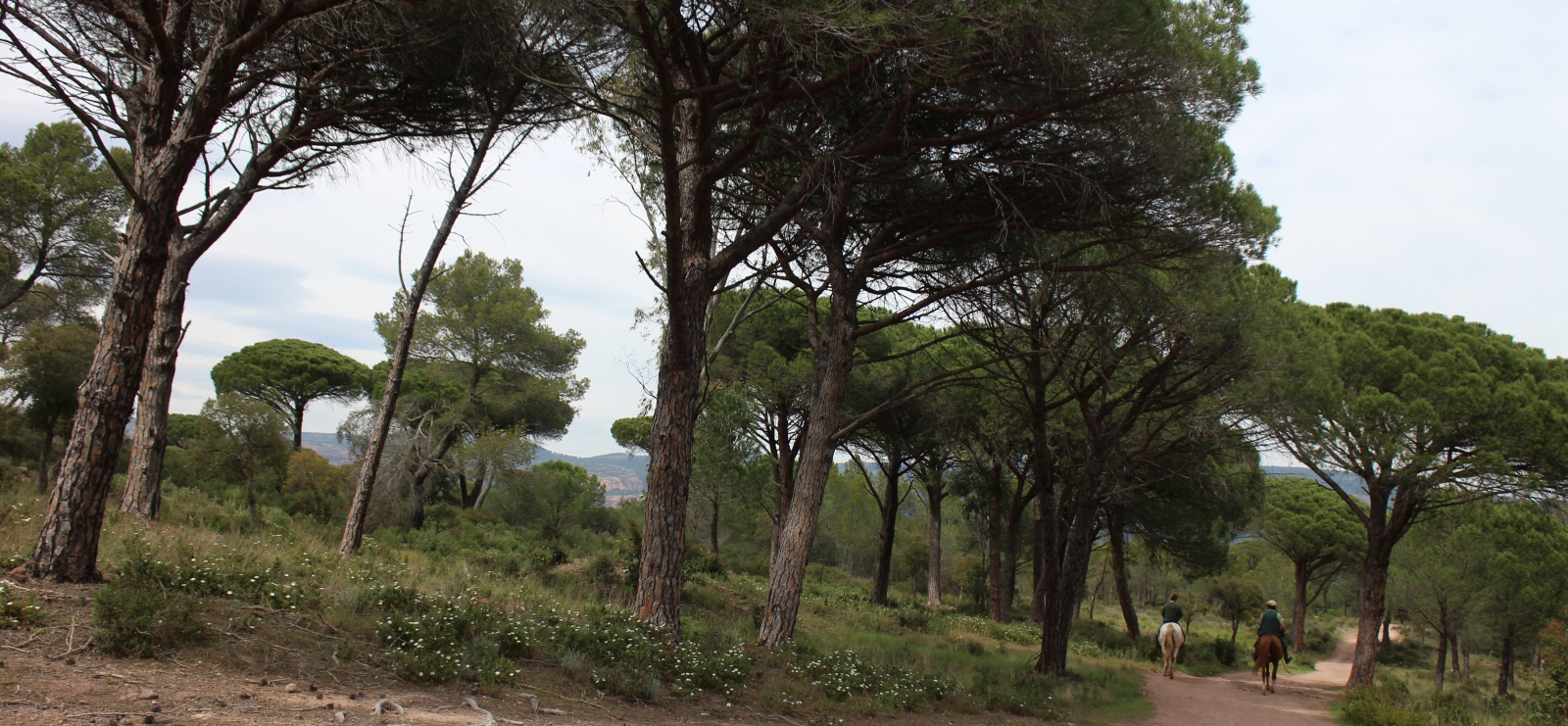 Forêt Palayson