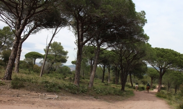Forêt Palayson
