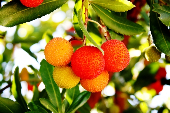 Groupe-Fréjus-Nature-Histoire-FR