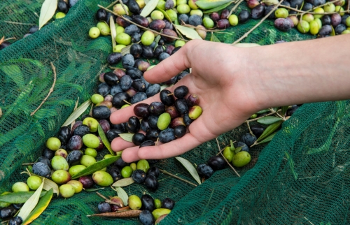 Récolte de l'olive