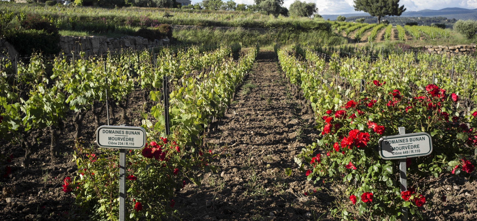 Vignes
