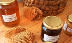Découverte de l'abeille et des miels de notre région
