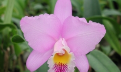Le monde magique des orchidées