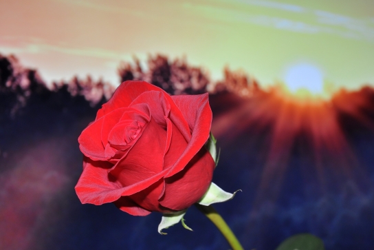 Saint Valentin