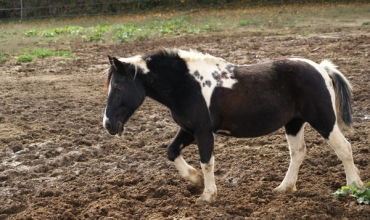 Poney
