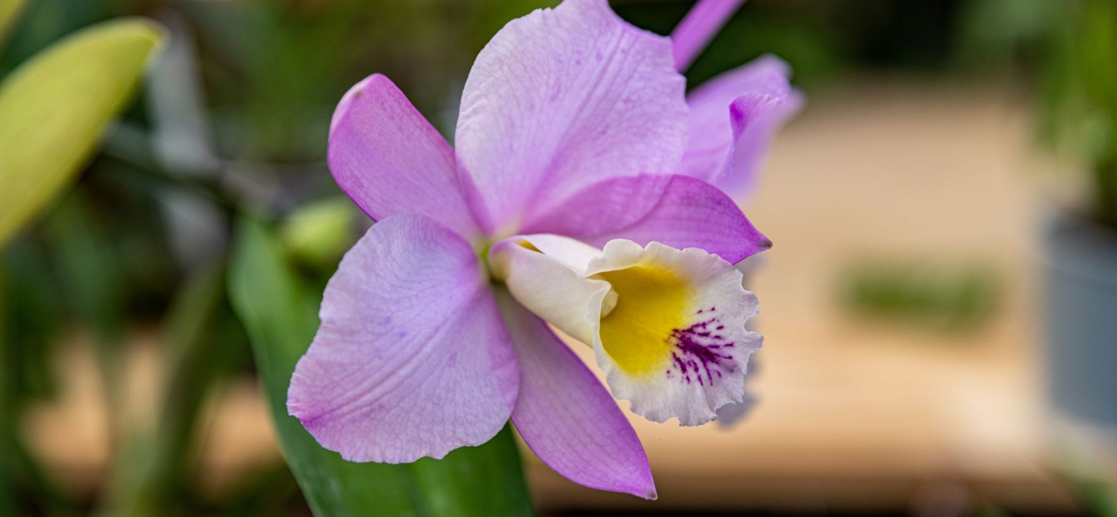 Orchidée traditionnelle