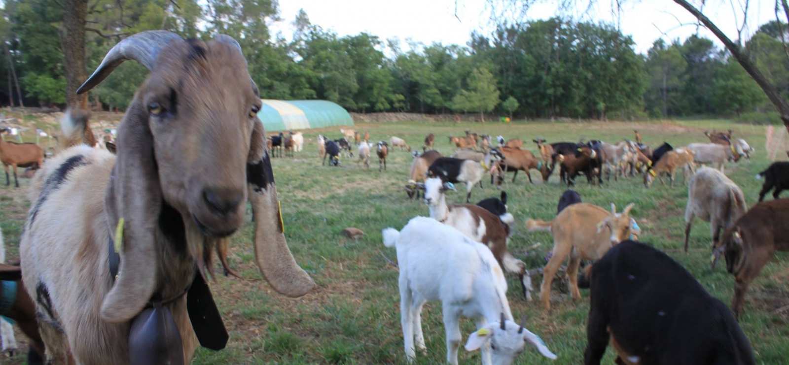 la ferme des Cairns