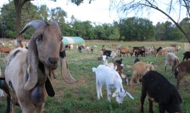 la ferme des Cairns