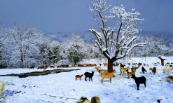 Sous la neige La Ferme des Cairns