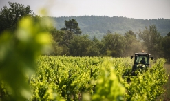vignobles des Selves