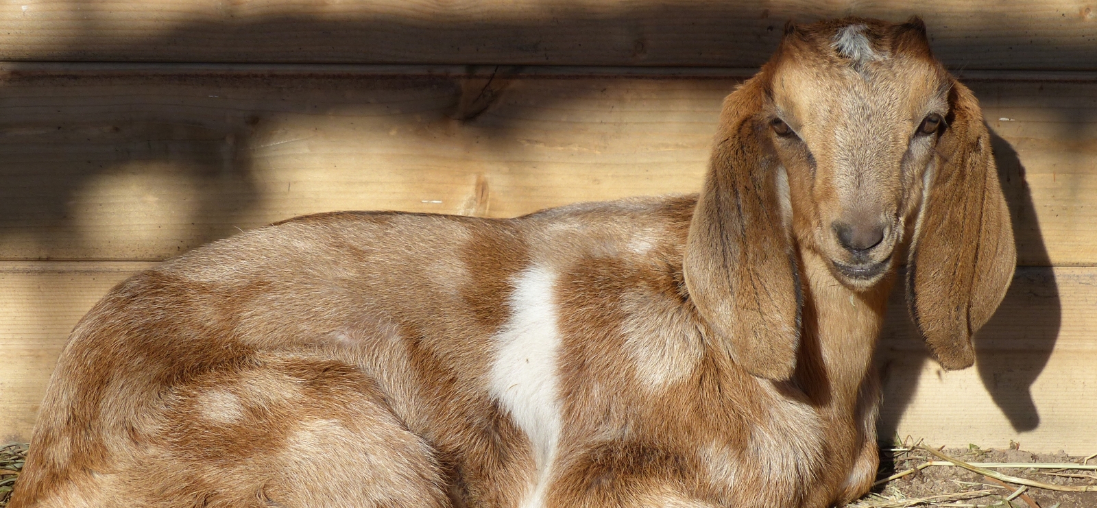 La Petite ferme d'Idéfix