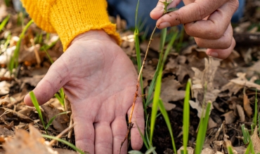 Les usages des plantes provençales