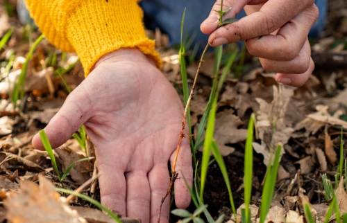 Les usages des plantes provençales