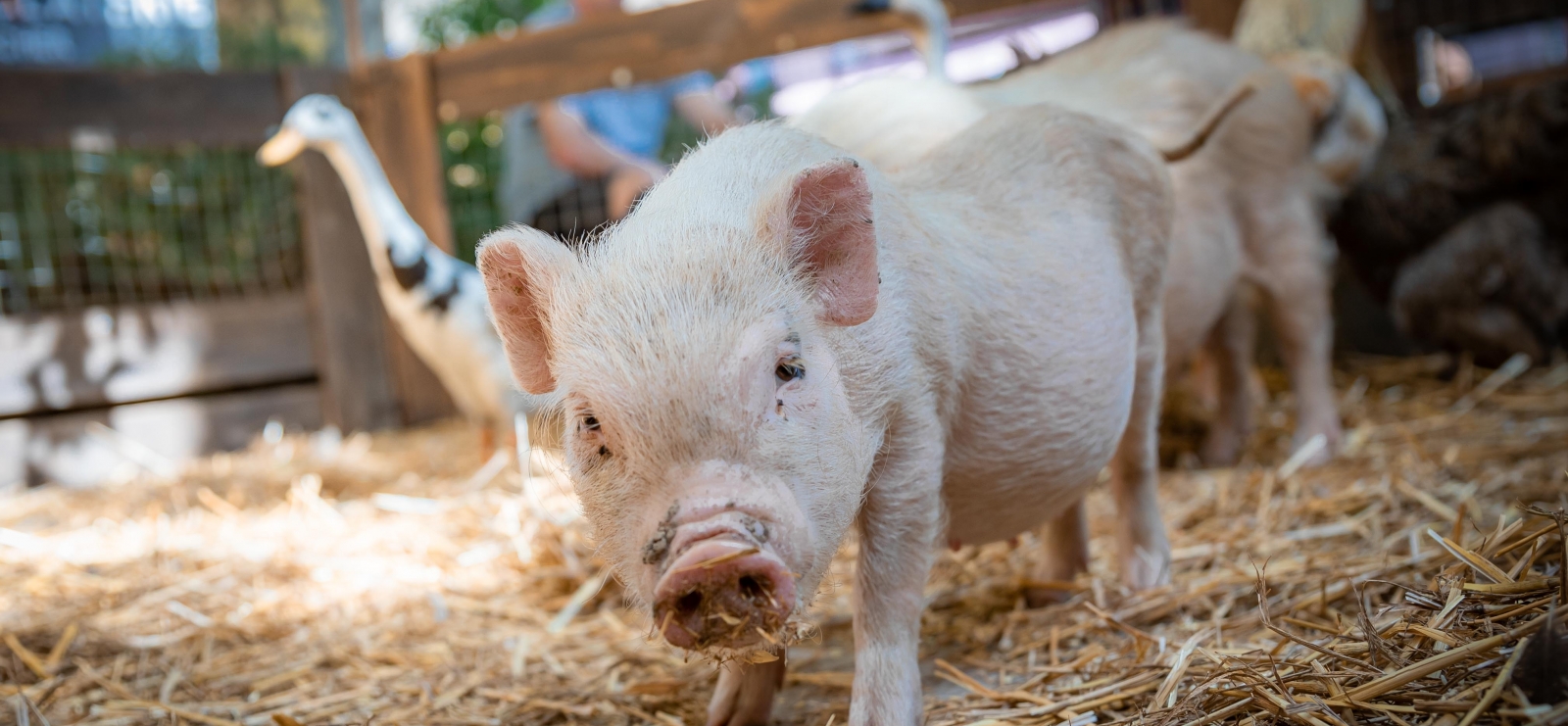 cochon fête agricole