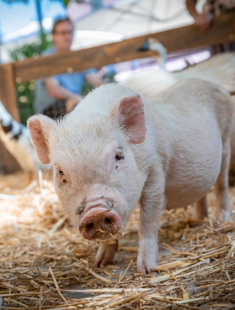 cochon fête agricole