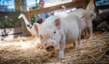 cochon fête agricole
